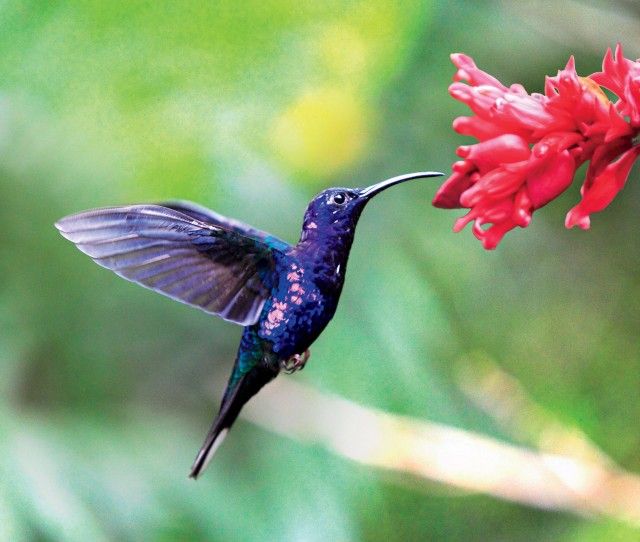 Adventure Costa Rica!