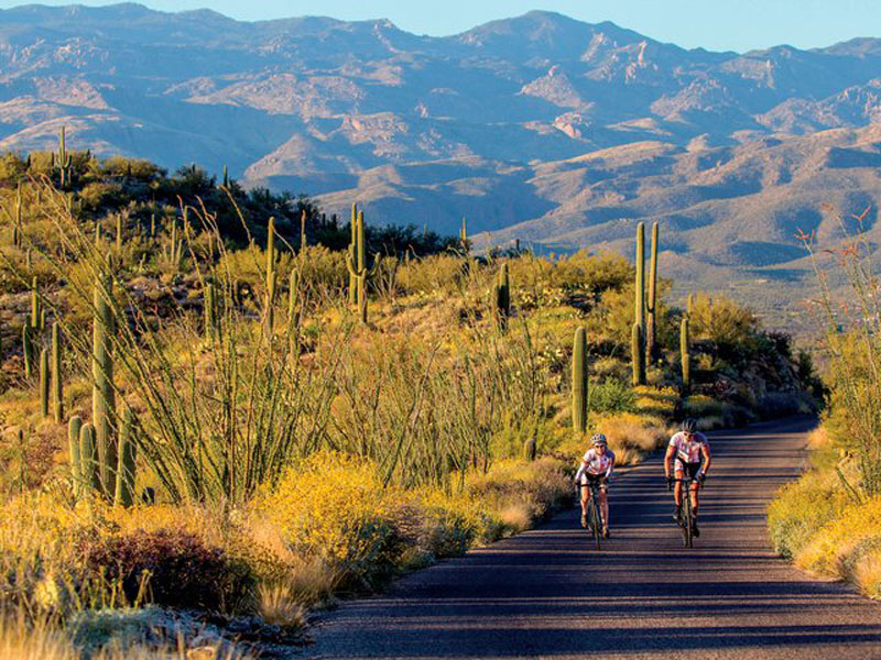 sonoran arizona national park saguaro desert biking vbt