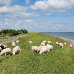 Polder Biking, Friesland