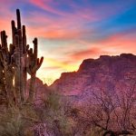 Arizona Cacti - Saguaro Cactus - VBT Bike tour