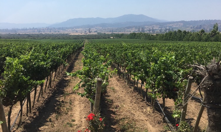 Casablanca valley, Chile, Wine, Blog