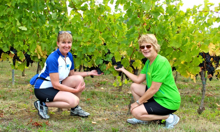 grape harvest in france