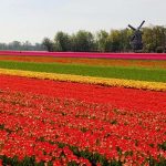 Spring Flowers, Keukenhof, The Netherlands Bike Tour