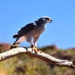 Peregrine Falcon, Acadia National Park, VBT Bike Tour