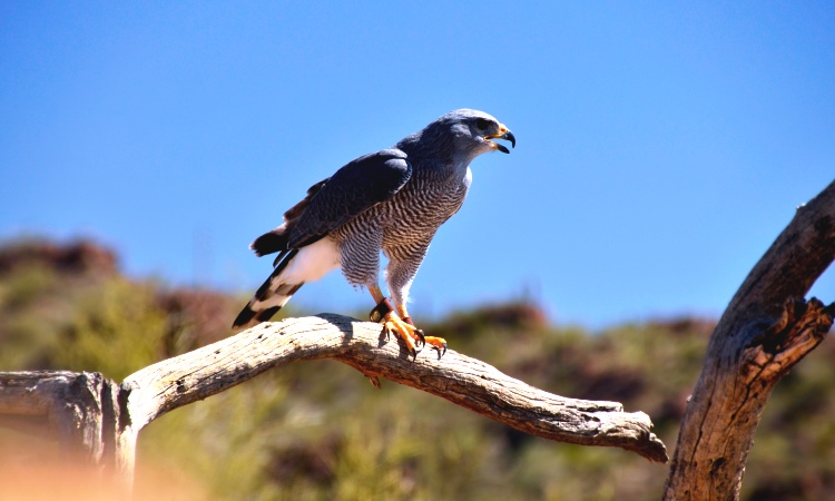 Peregrine Falcon, Acadia National Park, VBT Bike Tour