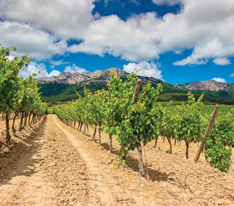Spain Basque Navarre Rioja Wine Regions VBT 