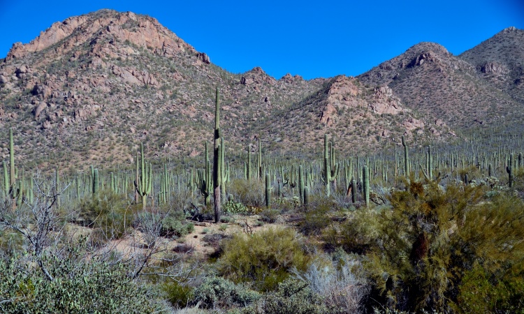 Cactus, Saguaro national Park, VBT Arizona bike tour