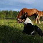 New Zealand Sheepdog, VBT Bike and Walk Tour, blog