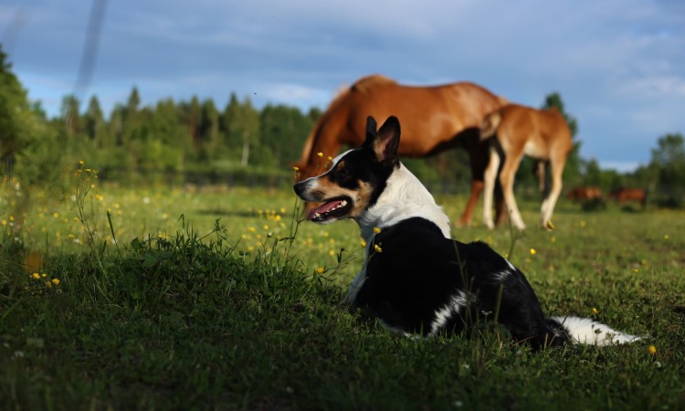 are heading dogs registered in new zealand