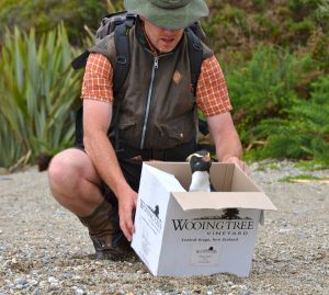 Tawaki Penguin in winebox