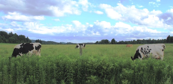 Vermont cows