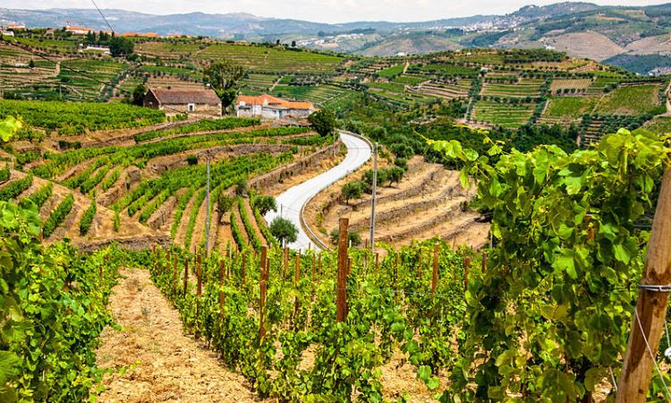 Douro Valley Wine, Portugal Walking Tour