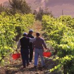 wineworkers, tuscany, chianti, wine, blog