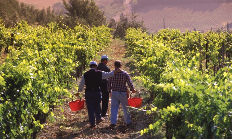 wineworkers, tuscany, chianti, wine, blog