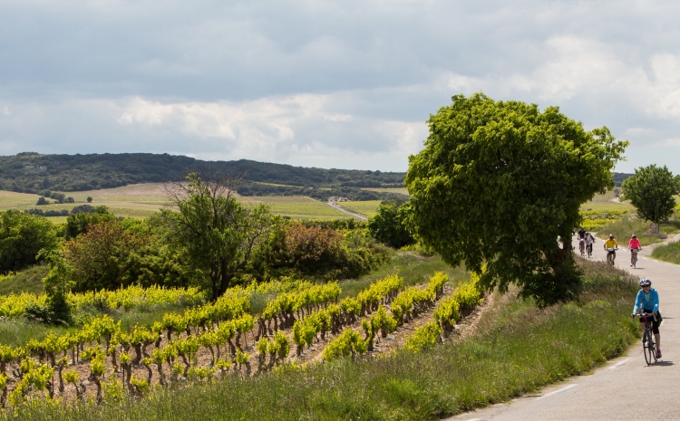 Lirac vineyrad cycling, VBT Provence biking tour