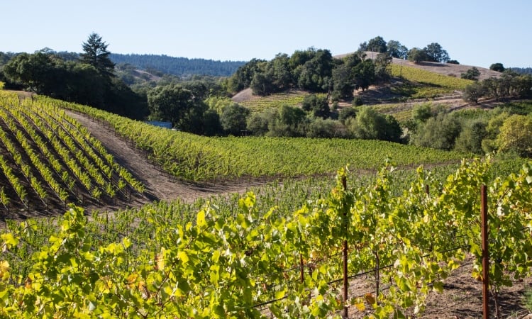 Napa Valley Vineyards, Top North American Vistas, VBT