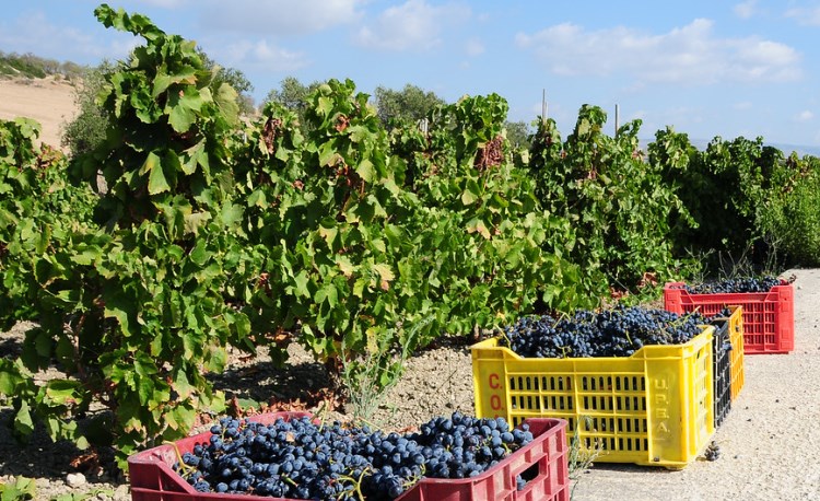 sicily wine, italy