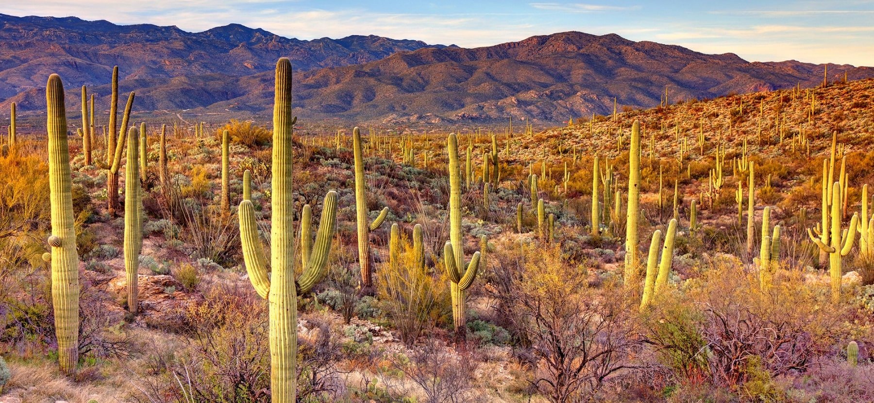 A Field Guide to Arizona Cacti 1