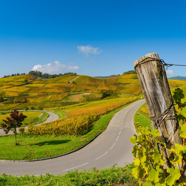 Switzerland, Germany & France: The Black Forest & the Alsace Wine Route