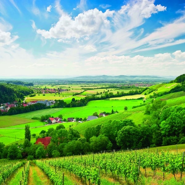 Alsace and the Black Forest: La Route des Vins Land Package