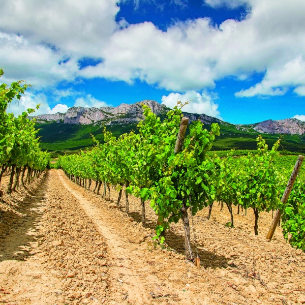 Spain: Basque, Navarre & Rioja Wine Regions