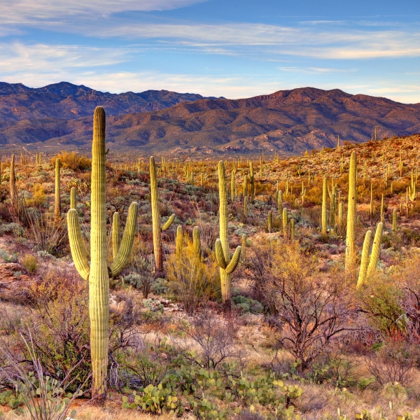 Arizona: Saguaro National Park & the Sonoran Desert 17