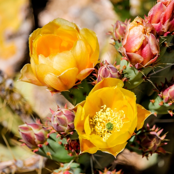 Arizona: Saguaro National Park & the Sonoran Desert
2