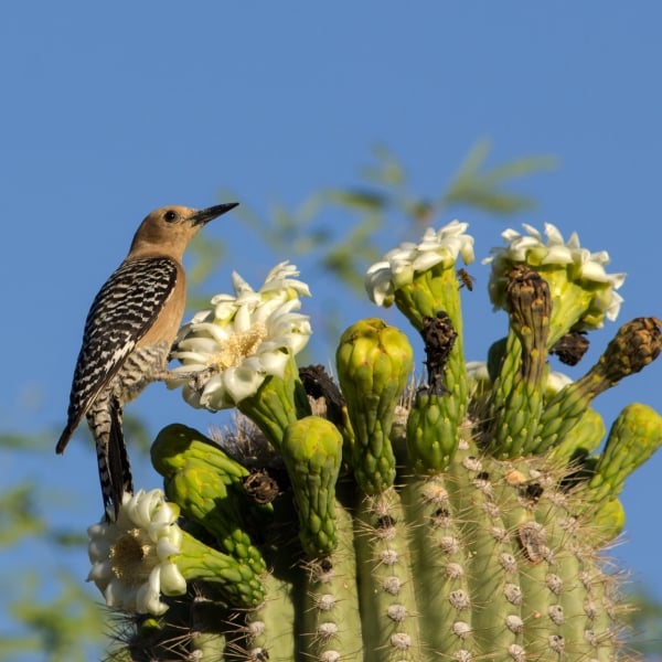 Arizona: Saguaro National Park & the Sonoran Desert 10