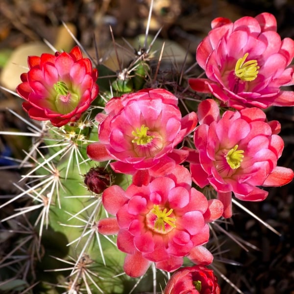Arizona: Saguaro National Park & the Sonoran Desert 11