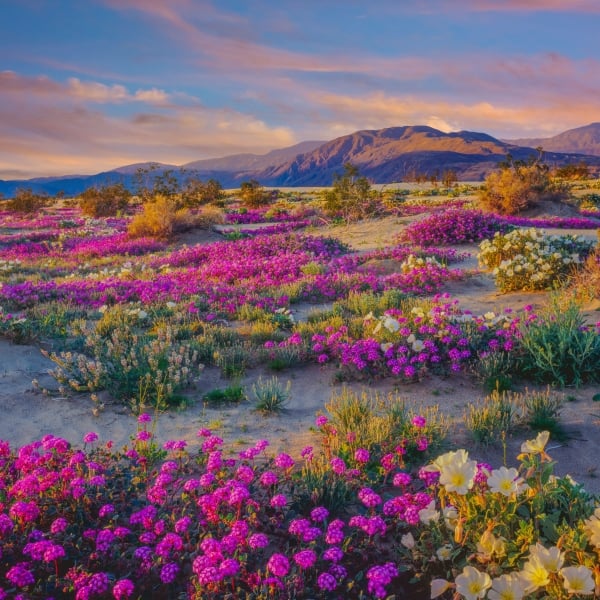 Arizona: Saguaro National Park & the Sonoran Desert 12