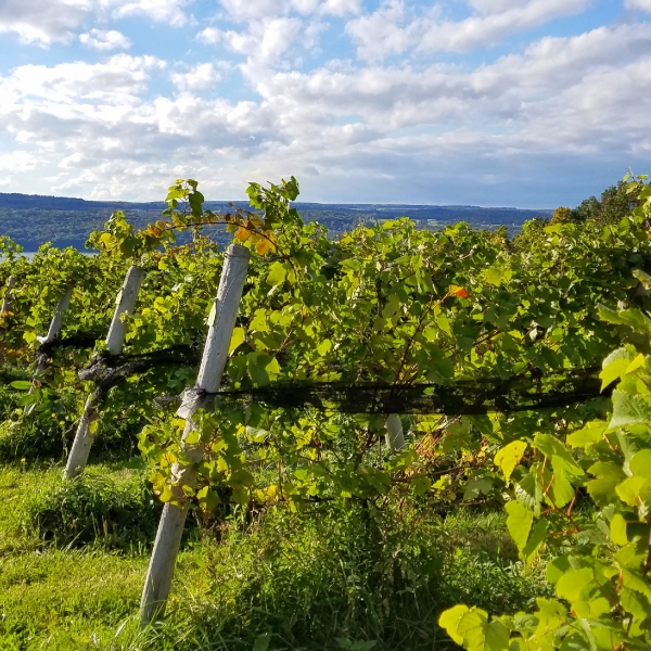 California: Wine Country & the Pacific Coast 13