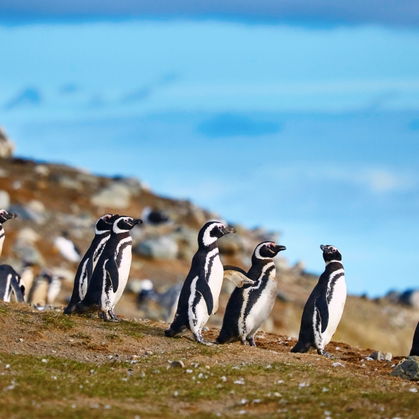 Chile's Coastal Vistas & Vineyards 3