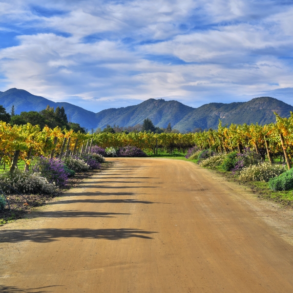 Chile's Coastal Vistas & Vineyards 4