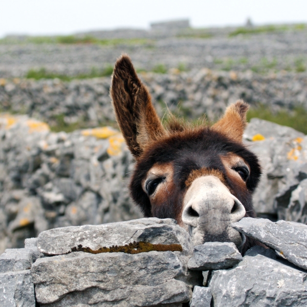 Ireland: Galway & Connemara Coast 10
