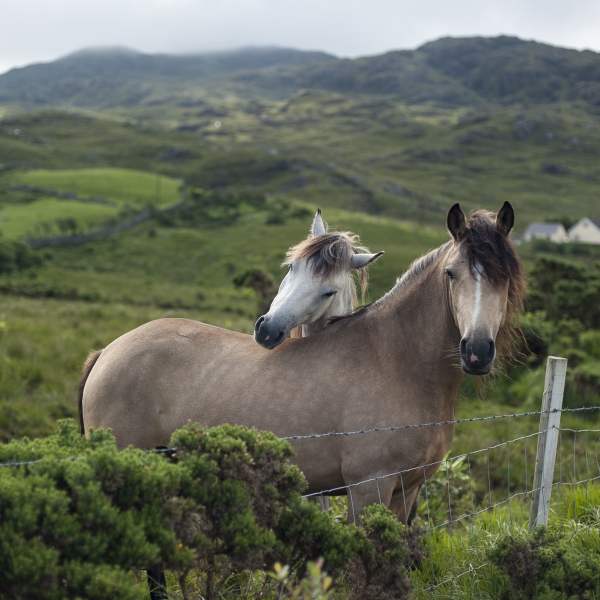 Ireland: Galway & Connemara Coast 11