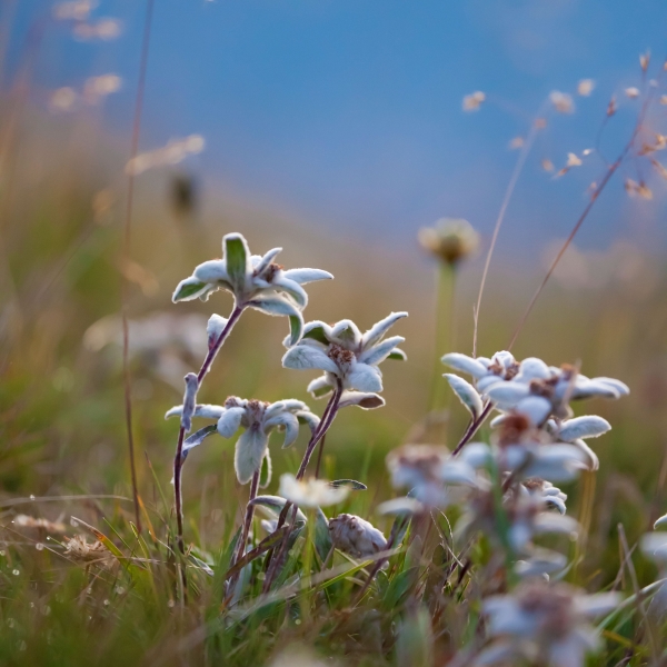 Italy: Valleys of the Dolomites 11