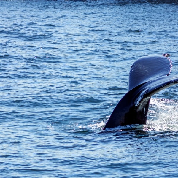 Massachusetts: Cape Cod & Martha's Vineyard 8