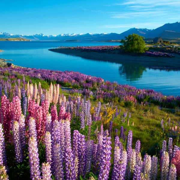 New Zealand: The South Island 7