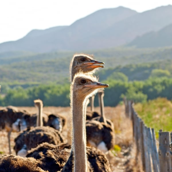 South Africa: Cape Town & the Garden Route 2