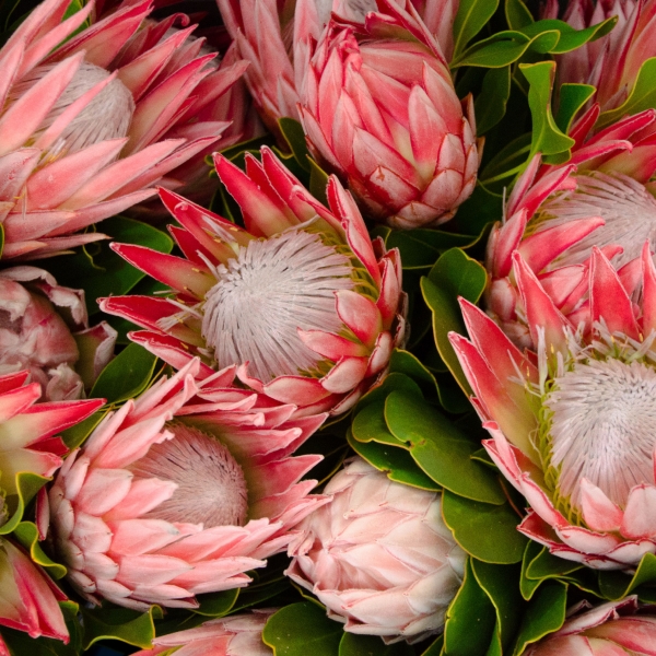 South Africa: Cape Town & the Garden Route 3