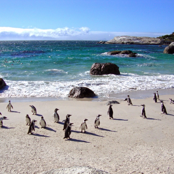 South Africa: Cape Town & the Garden Route