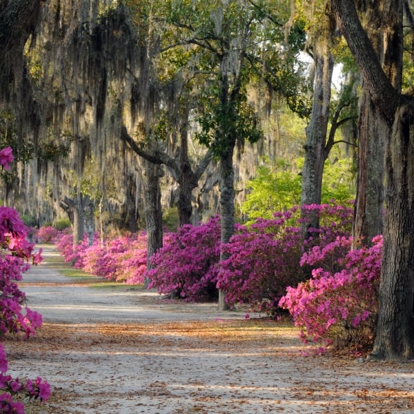 South Carolina & Georgia: Charleston to Savannah 4