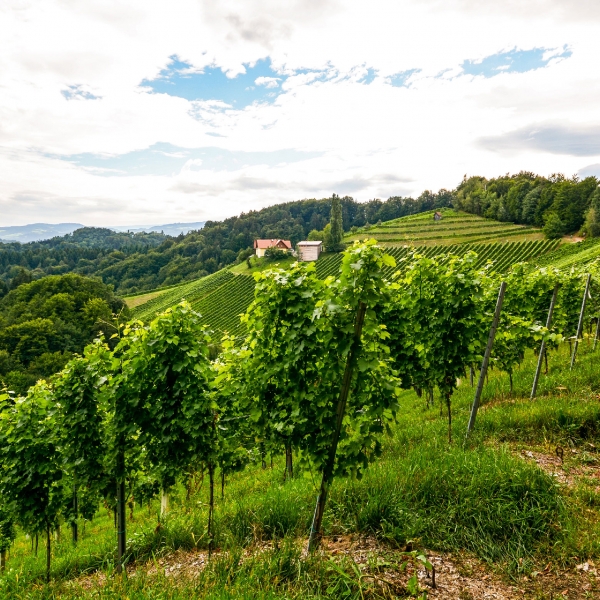 Spain: Basque, Navarre & Rioja Wine Regions 10