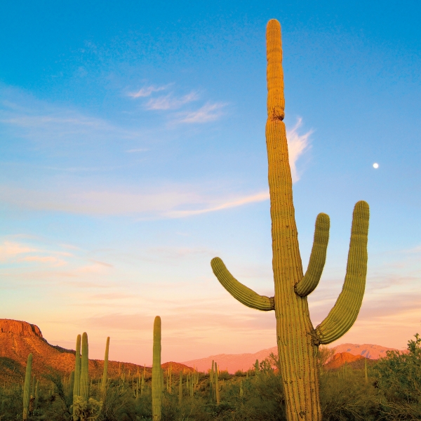 Arizona: Saguaro National Park & the Sonoran Desert