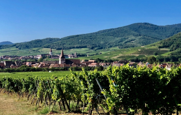 Alsace & the Black Forest: La Route Des Vins