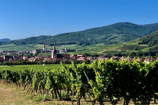 Alsace & the Black Forest: La Route Des Vins