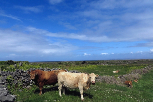 Galway and Connemara Coast