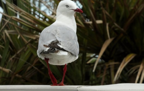 The South Island