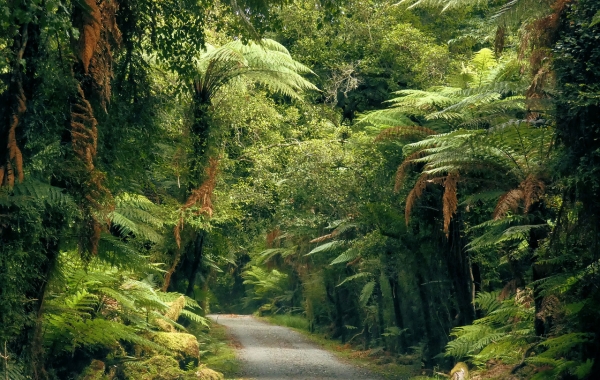 The South Island