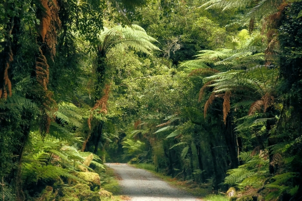 New Zealand: The South Island